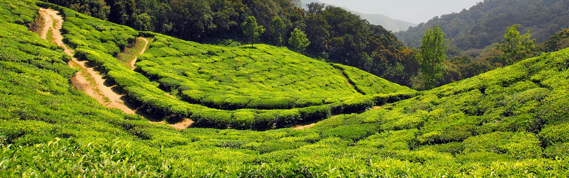  Plantaciones de té